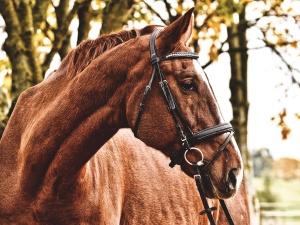 Skandal na Służewcu! Koń uśpiony po wyścigu, prokuratura wszczęła śledztwo