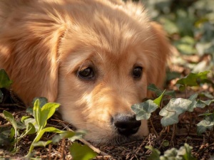 Obowiązek czipowania psów. Wiadomo, ile będzie kosztować