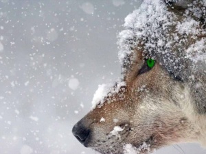 Najpierw śnieg, potem siarczysty mróz. W tych regionach będzie najtrudniej