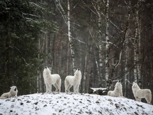 Wilki zaatakowały dziecko na dworcu kolejowym. Nastolatka ledwo uszła z życiem