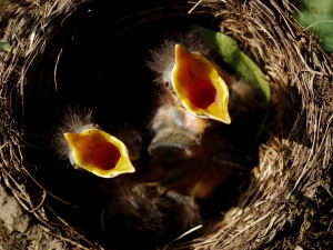 Aleksandra Jakubiak OV: Głód