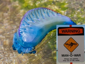 Groźne żeglarze portugalskie pojawiły się u wybrzeży Teneryfy. Służby alarmują