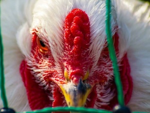 Groźne ogniska ptasiej grypy w Polsce. Wybito dziesiątki tysięcy ptaków