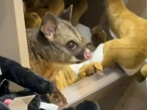 Sensacja w sklepie. Na półce wśród pluszaków schował się prawdziwy opos [nagranie]