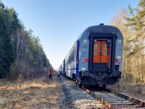 Wypadek w woj. podlaskim. Pociąg uderzył w żubry