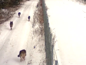 „Bądźcie ostrożni”. Kurdyjski bloger pokazuje migrantom wilki na granicy białoruskiej [VIDEO]