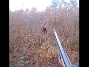 [VIDEO VIRAL] Jeleń upolował myśliwego! Wszystko nagrała jego kamera