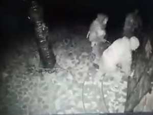 [wideo] „Stara tradycja rosyjskiej armii”. Rosyjscy żołnierze włamują się do domów Ukraińców?