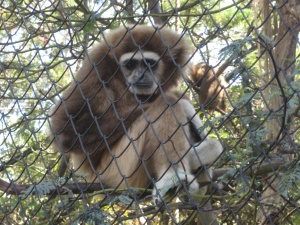 Zoo w Mikołajewie prosi o pomoc. „Ratujcie zwierzęta przed śmiercią głodową”