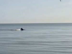 [video] Co za widok! Na plaży w Jastrzębiej Góry zaobserwowano... dwa delfiny!