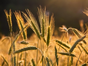 Hiszpania: Ceny żywności najwyższe od 30 lat