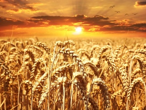 Mogli zastąpić Ukrainę na światowych rynkach zboża. Ale nie chcą