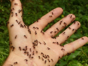 Plaga „żółtych szalonych mrówek”. Insekty plują niebezpiecznym kwasem