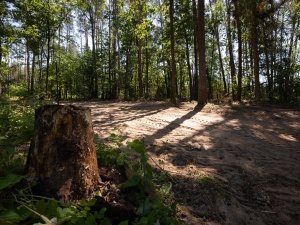 Wstrząsające odkrycie IPN: Znaleziono masowy grób, około 16 ton ludzkich prochów. Dowód niemieckiej zbrodni