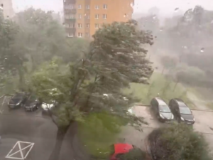 Kraków: Wiatr po prostu wyrwał drzewo z korzeniami. Jest nagranie [WIDEO] 
