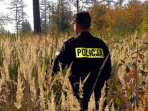 Zwłoki mężczyzny w zbożu. Radio ZET: To nie psy przyczyniły się do jego śmierci