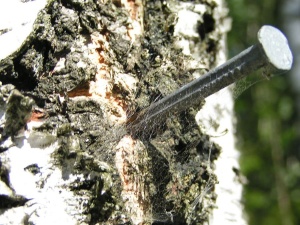 Stosowany przez pseudoekologów tree spiking jest uważany za formę ekoterroryzmu