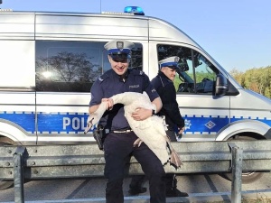 Przemysław Jarasz: Policjant uratował łabędzia, który nie potrafił się wydostać z drogi szybkiego ruchu