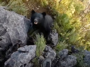 Wspinacz zaatakowany przez niedźwiedzia. Przerażające nagranie [WIDEO]