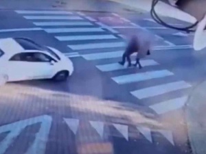Poważny wypadek w Zielonej Górze. Kobieta potrąciła dwie osoby [WIDEO]