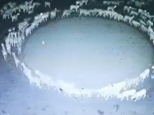 [WIDEO] Zadziwiające zjawisko w Chinach. Setki owiec krążyły w okręgu przez... kilkanaście dni