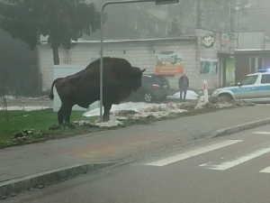 Zaskakujące sceny w Hajnówce. Żubr uciekł… gdy zobaczył policję [WIDEO]