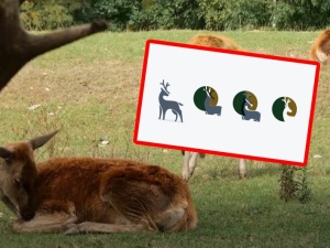 Znany grafik Andrzej Pągowski dokonał plagiatu? Afera wokół logotypu PZŁ