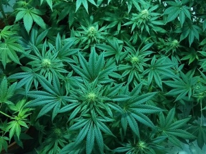 Medyczna marihuana wkrótce legalna? "Wszyscy, którzy nie znają tego tematu, myślą stereotypami"