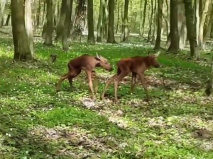 [video] Leśniczy napotkał małe łosie robiące pierwsze kroki. Internauci zauroczeni
