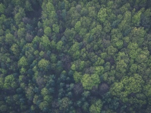 Pod ogromny zamek niszczona jest Puszcza Notecka w obszarze "Natura 2000"? Internauci komentują ostro