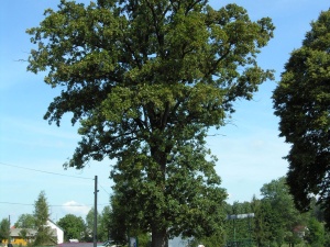 Zapomniany dąb niepodległości