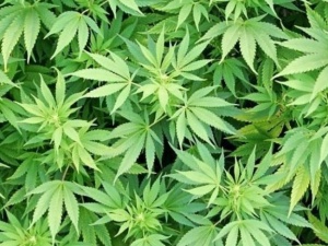 Został skazany za wytwarzanie olejku z konopi indyjskich dla umierającej na raka żołądka kobiety