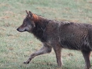 U nas nie chcą odstrzału dzików, a w Norwegii mieszkańcy żądają odstrzału wilków...
