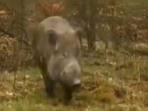 A to ciekawe. KE popiera plan odstrzału dzików i chwali polskie władze