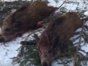 [Tylko u nas] Weterynarz ostro o odstrzale dzików: Nie możemy poddawać się presji ekologów!