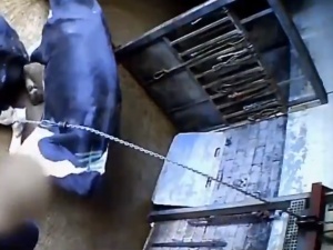 [video] Masowe naruszenia w niemieckiej rzeźni. "Chore krowy wleczone przy pomocy wyciągarki"