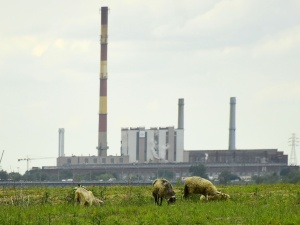 "Fotorelacja" Owce i kozy ewakuowane z warszawskiej wyspy przed powodzią.