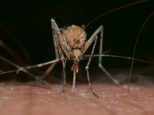 Rząd przyznaje – wystąpiła plaga komarów. Pojawią się środki na walkę z nimi!