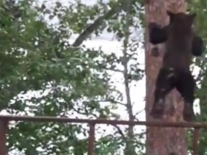 [video] Skaczący po drzewach niedźwiedź podbija sieć. Nazwano go Spider-Bear