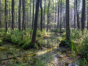 UNESCO nie wpisało Puszczy Białowieskiej na Listę Światowego Dziedzictwa w zagrożeniu. A Greenpeace...