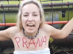[video] Spot w obronie zjadanych roślin: "Nie pozwolę by zginął żaden kłosek!"