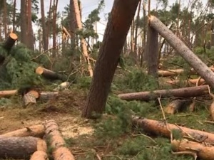 Pamiętacie huragany z 2017 r.? Nie? A Lasy Państwowe wciąż walczą z ich tragicznymi skutkami