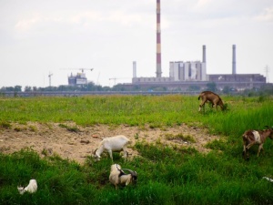 Dobę temu usłyszeliśmy o martwych kozach nad Wisłą. Tymczasem na profilach organizacji ekologicznych...