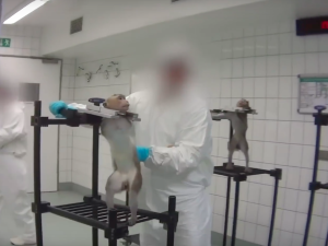 [video] Krzyczące małpy. Wyjące psy. Niemieckie laboratorium
