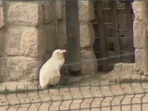 [video] Agencja Reuters pisze o wydarzeniach roku 2019. Na topie polski pingwin albinos