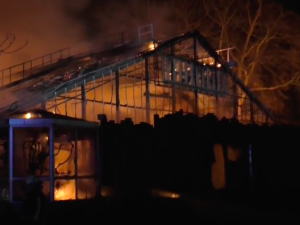 Spłonęły szympansy, orangutany i goryle. Tragiczny pożar w niemieckim ZOO