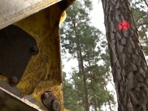 Niemcy. 90 hektarów lasu pod nóż aby mogła powstać fabryka "ekologicznych" samochodów elektrycznych