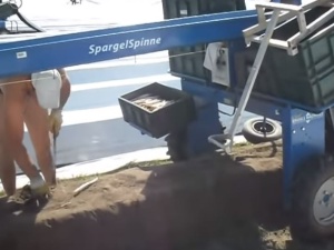 "Nie miał pojęcia, że to taka harówka". Nie ma Polaków do zbierania szparagów, Niemcy w kłopocie
