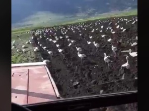 [video] Bociany zmierzają do Polski. Zrobiły przerwę na odpoczynek w Libanie