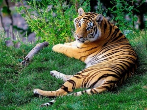 USA: Tygrysica z nowojorskiego zoo zakażona koronawirusem
